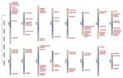 Genome-Wide Identification and Characterization of bHLH Transcription Factors Related to Anthocyanin Biosynthesis in Red Walnut (Juglans regia L.)